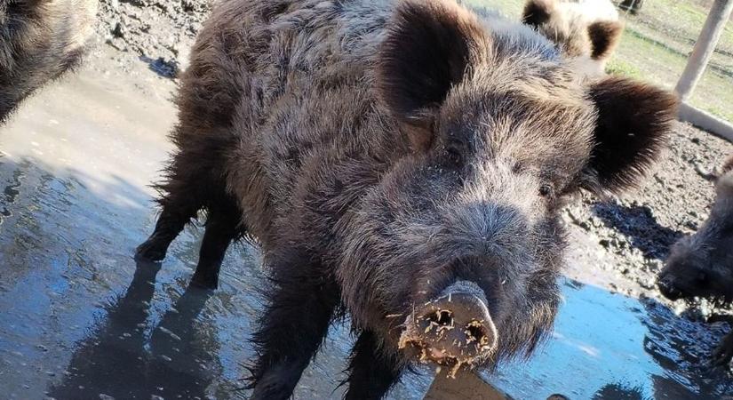 Száj- és körömfájás: a dunakiliti tehenészeti telep is védekezésre kényszerül, aggódik a dunaremetei vadfarm is