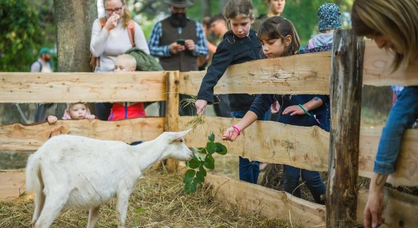 Siminyuszik, nem kaffer bivalyok és vadregényes tájak várnak a Balaton körül