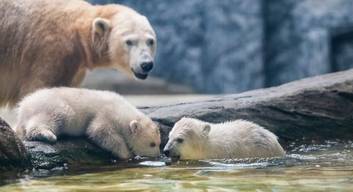 Imádni való felvételen, ahogy a Nyíregyházi Állatpark jegesmedvebocsai úszni tanulnak