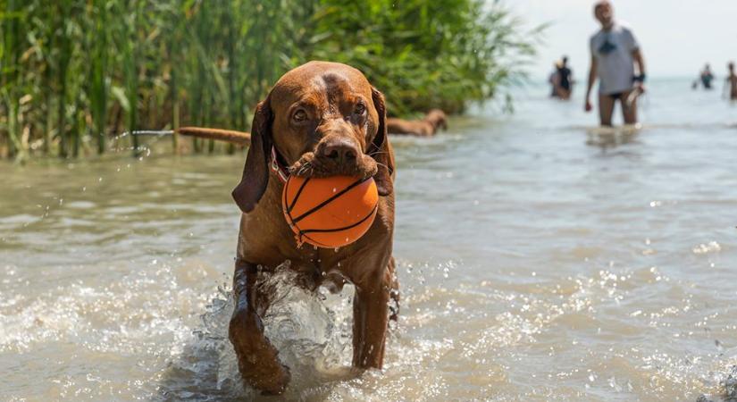 Siófoki szavazás a kutyás strandról: az igenek győztek (siofok.hu)