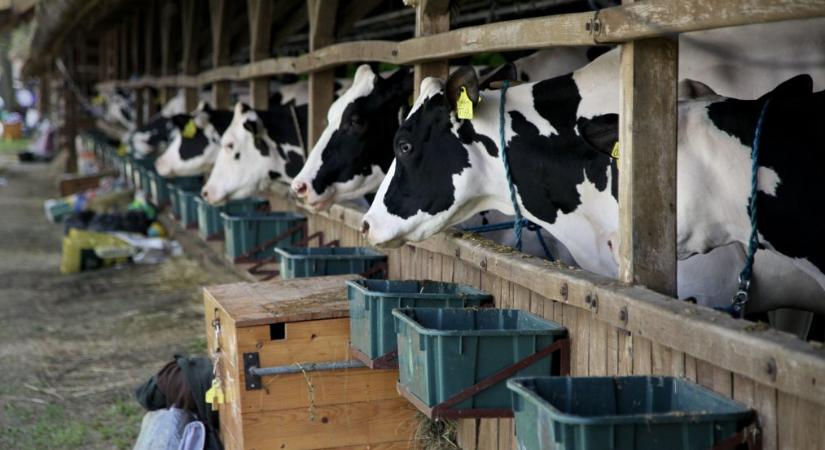 Szlovákiában is felbukkant a ragadós száj- és körömfájás