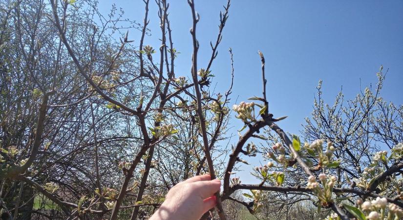 Tuti, hogy nem jól metszi a fákat, bokrokat! Íme, a miskolci sztárkertész tanácsai!