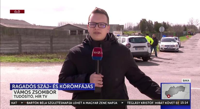 Ragadós száj- és körömfájás vírust azonosítottak Szlovákiában a magyar határ közelében  videó