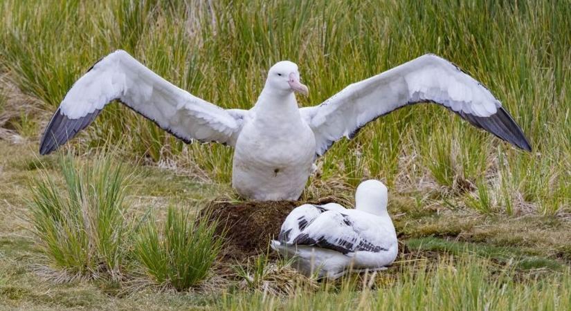 Madárinfluenza-járvány sújtja a világ legnagyobb vándoralbatrosz-kolóniáit