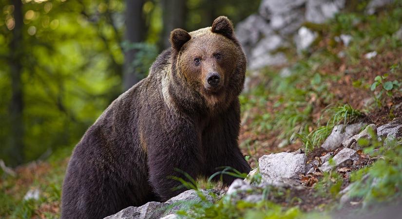 Óvatosan kirándulgasson, tényleg szembe jöhet egy medve Nógrádban