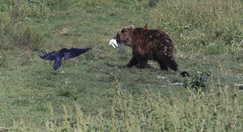 Mátrakeresztesnél ismét medvére utaló nyomokat fedeztek fel - fotó