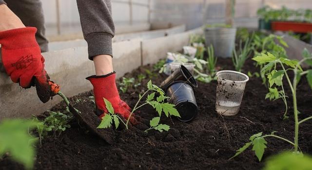 Agroinform.hu: az idén is félmilliónyi kiskertben termelnek zöldséget saját célra