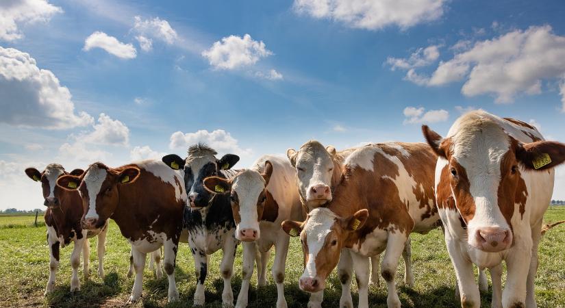 Fokozott ellenőrzések a szlovák-magyar határon a ragadós száj- és körömfájás miatt