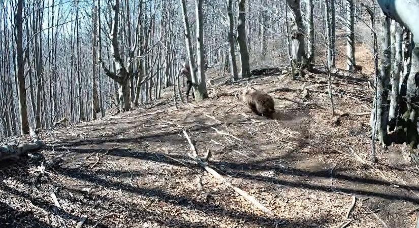 Videón, ahogy egy férfire támad a medve