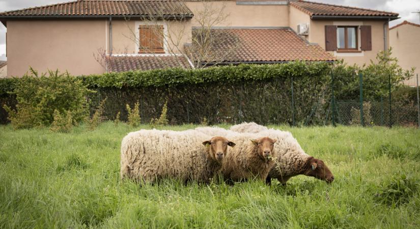 Először fertőzött meg juhot a H5N1 madárinfluenza