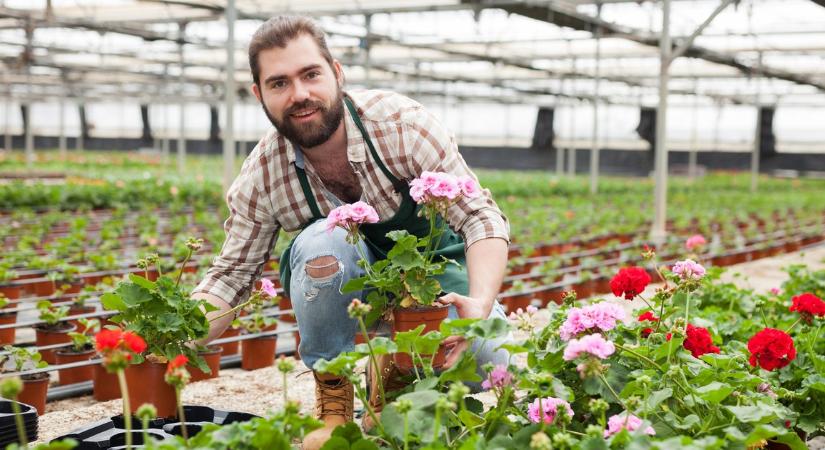 Egy csoda, amit a szomszéd kertész tesz a muskátlikkal: így kelti őket életre kora tavasszal