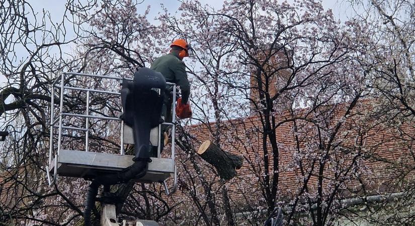 Vigyázat! Dől a fa! Óvatosan közlekedjen ma a zalai városban! (galéria, videó)