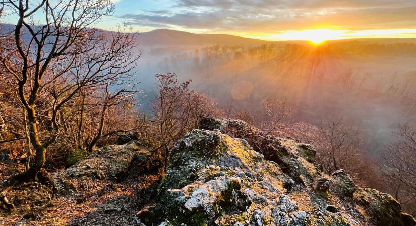 Ritka faj bukkant fel a Vértesben - évek óta nem látták ezt a furcsa nevű állatot