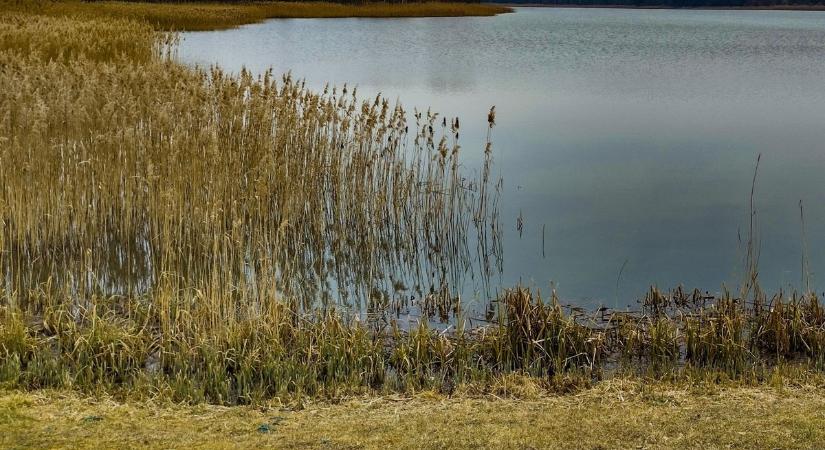 Száj- és körömfájás: Így döntött a Ménesbirtok