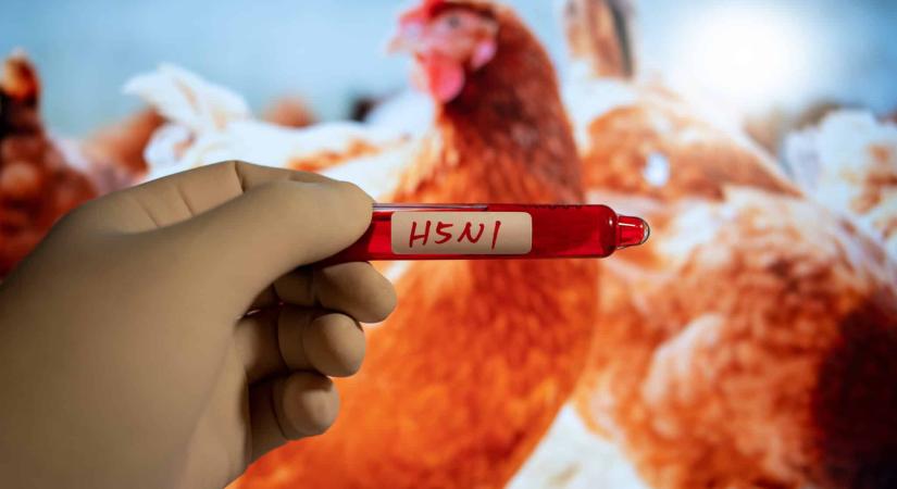Új területen és egy új fajban is megjelent a madárinfluenza