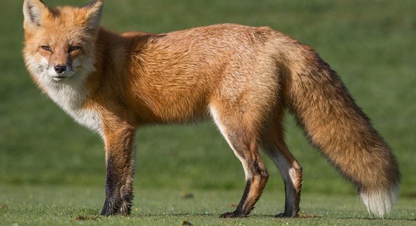 Problémát jelent a kutyára nézve, ha feleszi a rókavakcinát?