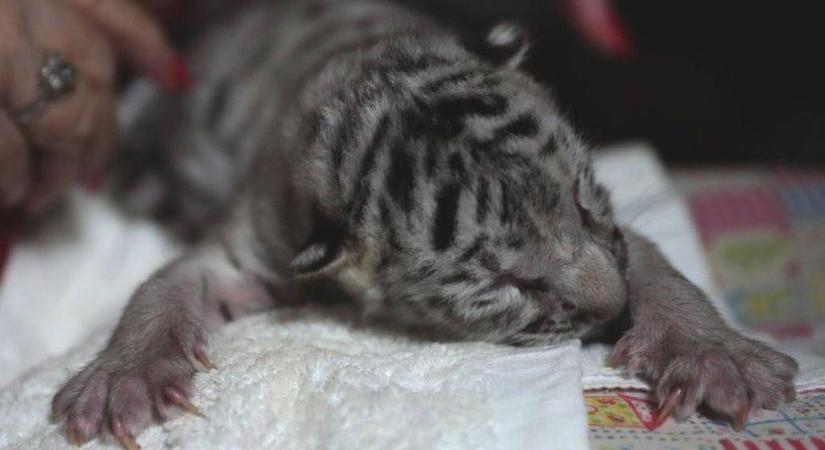 Cumisüvegből táplálják a Nicaraguában született első fehér tigrist