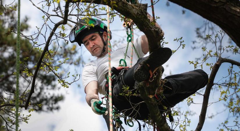 Függő játszma a kámoni arborétumban - fotók, videó