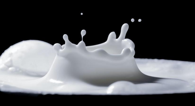 Élesztőből állítottak elő mesterséges tejet a kutatók