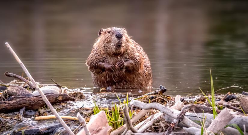 Hódok okoznak problémákat a váciaknak