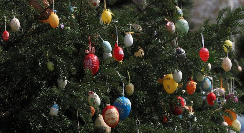 Tojásfa nőtt Balatonalmádiban – Ha nem hiszed, járj utána! (galéria)