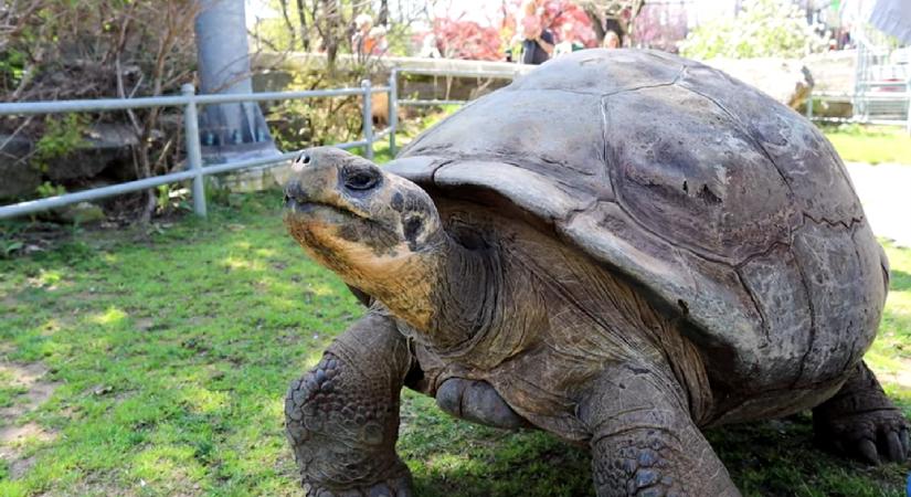 100 évesen lett először anya a philadelphiai állatkert óriásteknőse