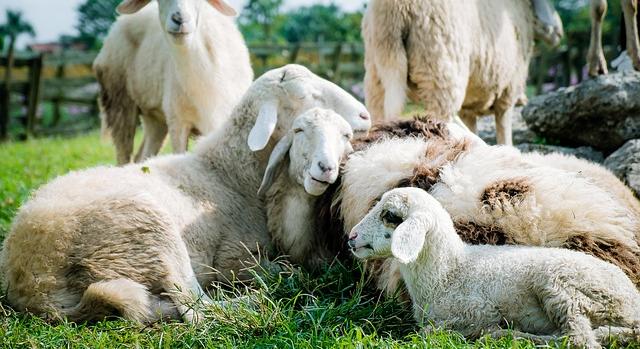 Megszűntek a kiskérődzők pestise miatt felállított körzetek