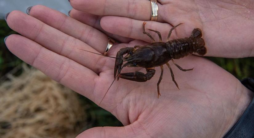 Rákpestis veszélyezteti a "Duna takarítóit" - inváziós fajokat kutattak