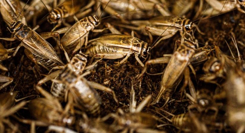Hatalmas business a rovarfehérje-gyártás – jöhet a rovarevés?