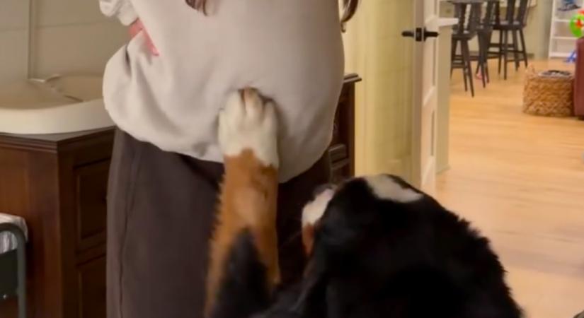Megérinti a nő kismama pocakját a berni pásztor: ami ezután történik, hihetetlen - Videó