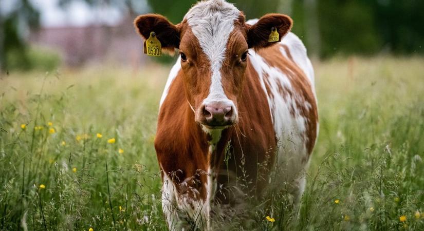 Riadó a magyar gazdaságokban: újra lecsapott a száj- és körömfájás!