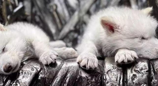 John Snow kedveli ezt: kihalt farkasokat hoztak vissza génszerkesztéssel