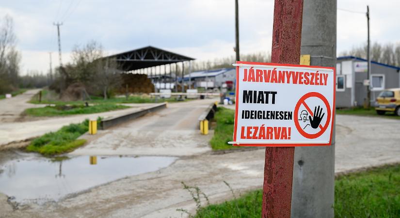 Észbe kapott a kormány: megnyílt a kassza a száj- és körömfájás miatt