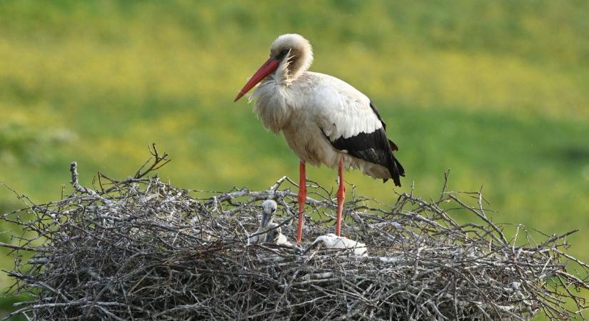 Csabit elsodorta egy autó, gyűrűt kapott a lábára