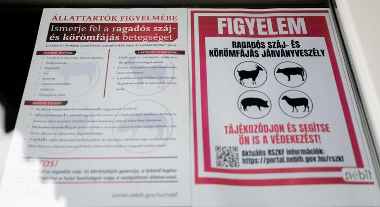 Ismét figyelmeztette a Nébih az állattartókat a száj- és körömfájás járvány miatt