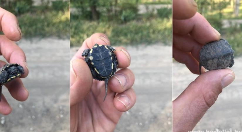 Így néz ki egy tojásból nemrég kikelt bébi mocsári teknős