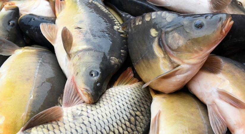 Tizenhat tonna pontyot tesznek a Keleti-főcsatornába