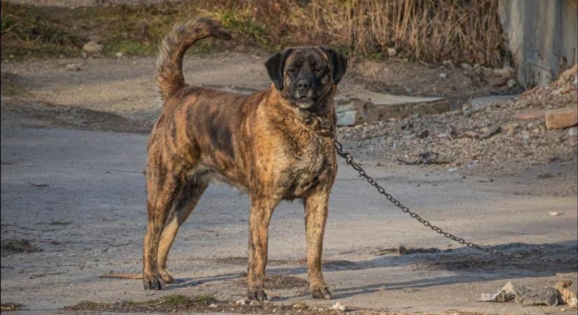 Elszabadult kutyák, félelemmel teli utcák