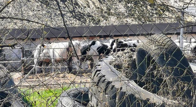 Száj- és körömfájás: megvan, hol földelik el a dunakiliti és darnózseli telep szarvasmarháit