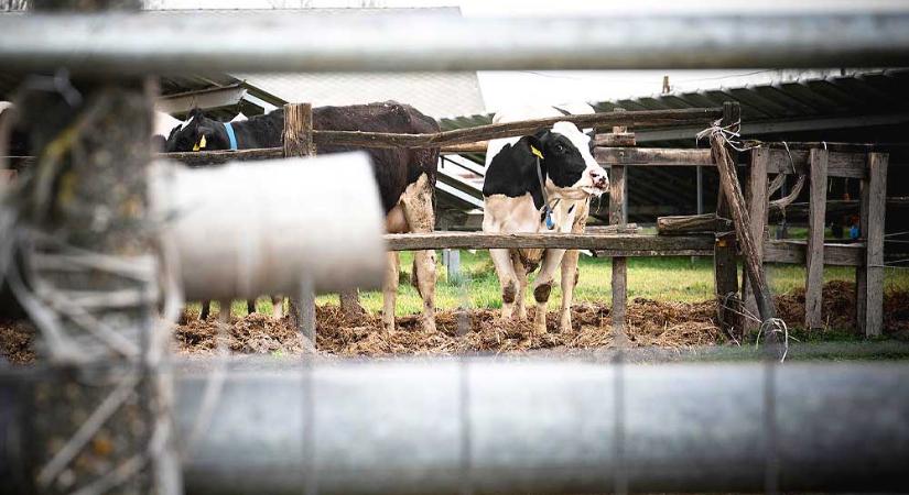 Száj- és körömfájás: kedd este kezdik leölni a fertőzött marhatelepeken az állatokat, Bábolnán hantolják el a több ezer állatot