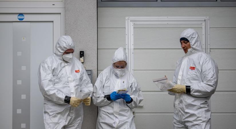 Nagy a baj: kihalhat a magyar mangalica, ha nem sikerül megfékezni az állattenyésztés atombombáját, a száj- és körömfájást