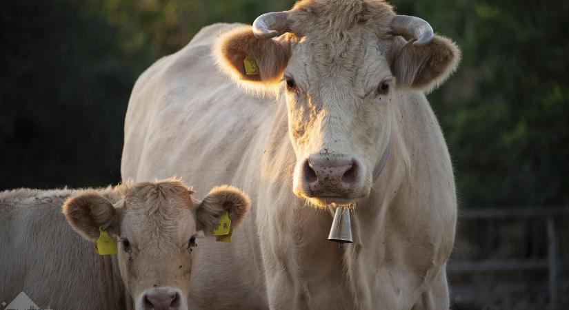 Négy kitörési pontja volt a ragadós száj- és körömfájásnak