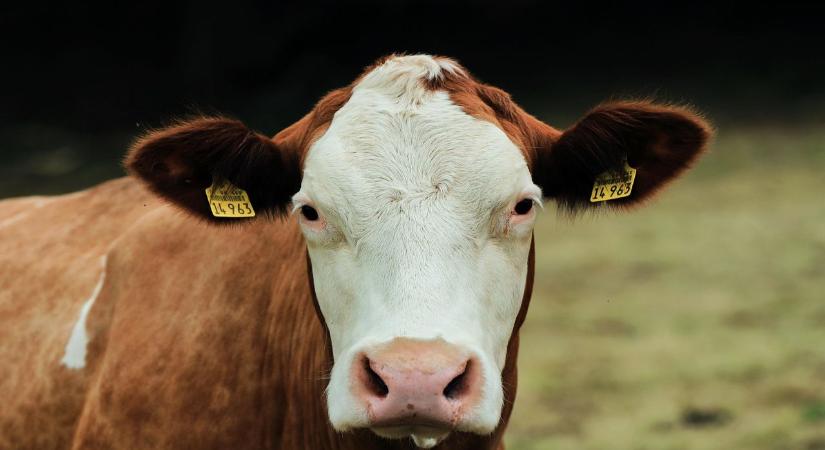 Gáz és vérszerű folyadék bugyog fel a leölt szarvasmarhák temetőjéből