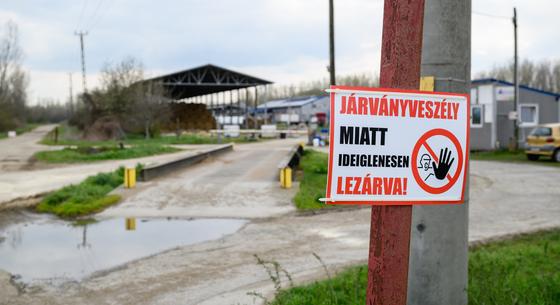 Bábolna a hírekből tudta meg, hogy hozzájuk viszik a 3500 leölt szarvasmarha tetemét