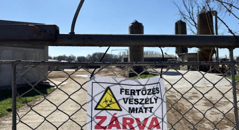 A bábolnaiak kártérítési pereket helyeztek kilátásba, ha náluk temetik el a több ezer marhát