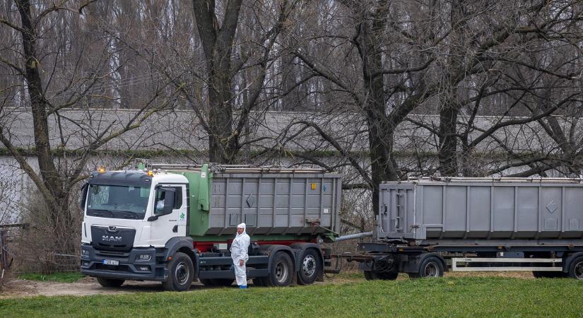 Bábolna csak a sajtóból tudta meg, hogy náluk temetnék el a vírusos dögöket