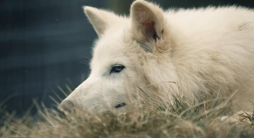 Biotechnológiai szenzáció: tízezer éve kihalt emlőst támasztottak fel – videók