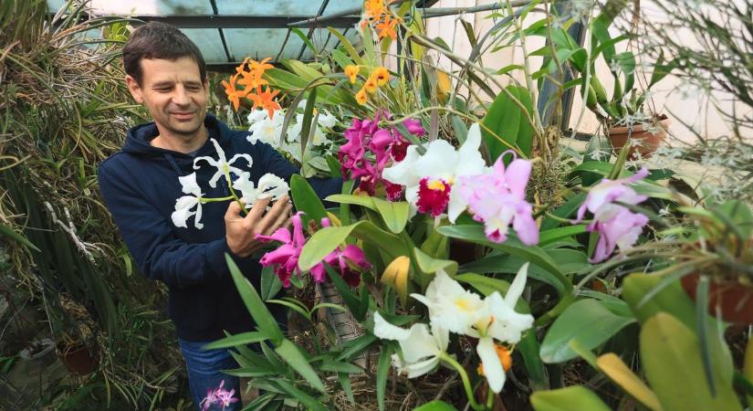 Szirmokba zárt szenvedély – a nagykállói Jónás Sándor több mint 40 éve gyűjt orchideákat (fotók, videó)