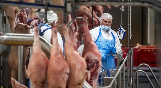 Épp helyrebillent volna a húsipar, amikor kitört a száj- és körömfájás járvány