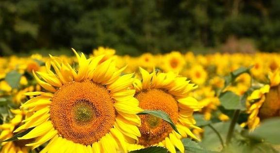 A klímaváltozás miatt egyre több napraforgót láthatunk a földeken és egyre kevesebb kukoricát
